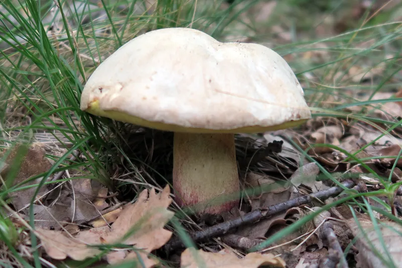 Butyriboletus fechtneri 1 - lateral